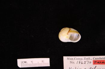 Media type: image; Malacology 186270